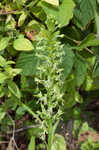 Green fringed orchid